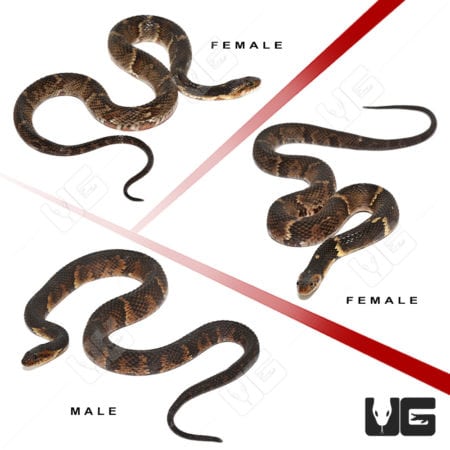Broad Banded Water Snakes (Nerodia sp.) For Sale - Underground Reptiles