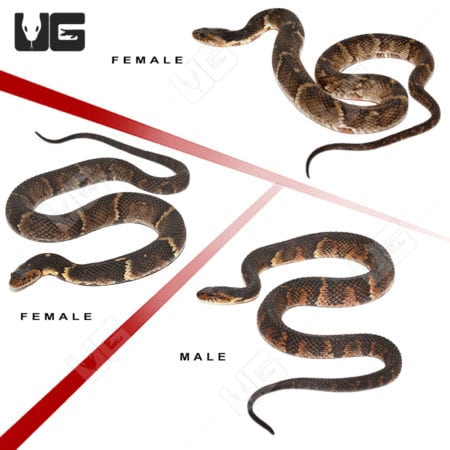 Broad Banded Water Snakes (Nerodia sp.) For Sale - Underground Reptiles