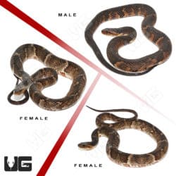 Broad Banded Water Snakes (Nerodia sp.) For Sale - Underground Reptiles