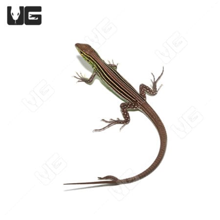 Close-up of a Two Tailed Rainbow Whiptail Lizard with vibrant colors.