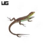 Rainbow Whiptail Lizards (Cnemidophorus lemniscatus) For Sale - Underground Reptiles