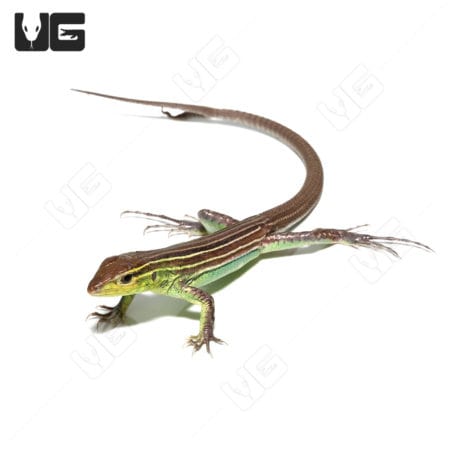 Two Tailed Rainbow Whiptail Lizard, vibrant desert reptile with colorful tails.