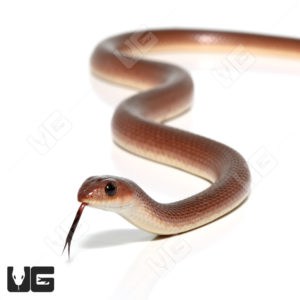 Red Beaked Snakes (Rhamphiophis oxyrhynchus) For Sale - Underground ...