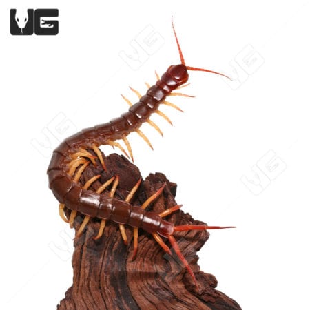 Thai Red Flame Centipede (Scolopendra dehaani) For Sale - Underground Reptiles