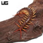 Thai Red Flame Centipede (Scolopendra dehaani) For Sale - Underground Reptiles