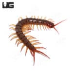 Thai Red Flame Centipede (Scolopendra dehaani) For Sale - Underground Reptiles
