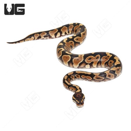 Hurricane Yellowbelly Ball Python with vibrant yellow and brown pattern, female, from 2022.