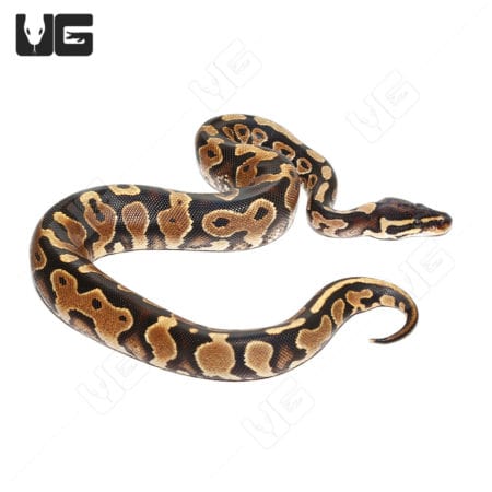 Hurricane Yellowbelly Poss Het Ball Python (Python regius) For Sale - Underground Reptiles