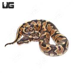 Hurricane Yellowbelly Poss Het Ball Python (Python regius) For Sale - Underground Reptiles