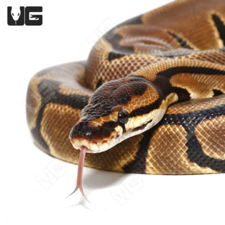2022 Female Super Blade Ball Python (Python regius)