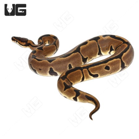 2022 Female Super Blade Ball Python (Python regius)