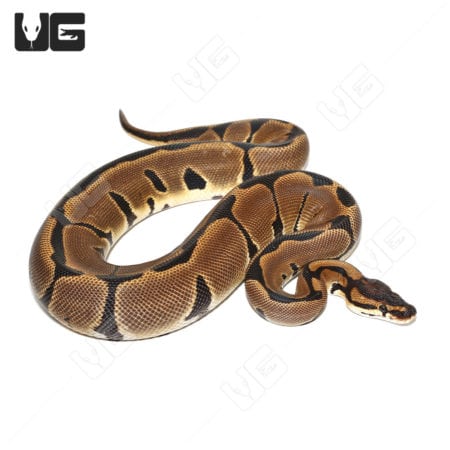 2022 Female Super Blade Ball Python (Python regius)