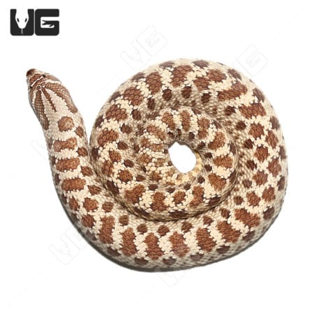 Adult Female Het Ghost "Mondo" Line Western Hognose Snake (Heterodon nasicus)