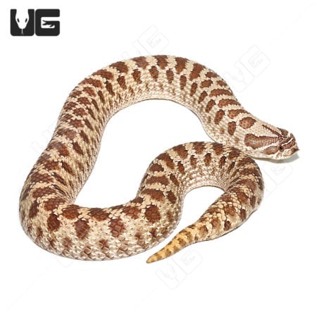 Adult Female Het Ghost "Mondo" Line Western Hognose Snake (Heterodon nasicus)