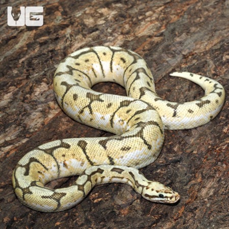 Adult Killer Bee Ball Python (Python regius)