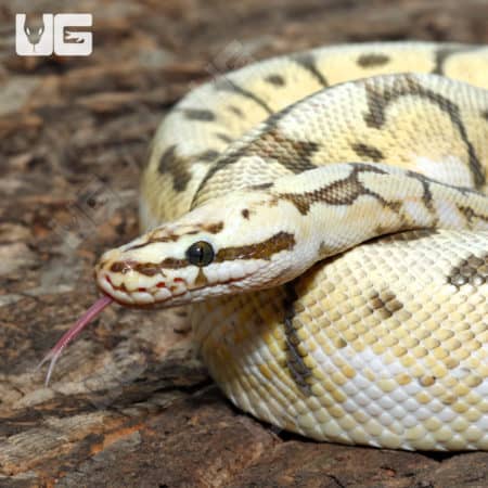 Adult Killer Bee Ball Python (Python regius)