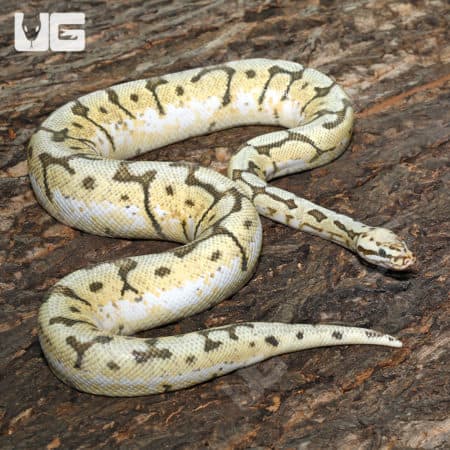 Adult Killer Bee Ball Python (Python regius)