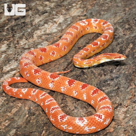 Adult Male Amel Reverse Okeetee Cornsnake (Pantherophis guttatus) For Sale - Underground Reptiles