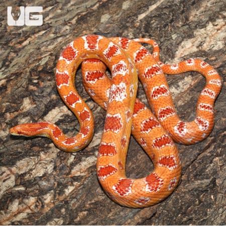 Amel Reverse Okeetee Cornsnake on bark background.