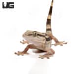 African Wall Gecko (Tarentola ephippiata) For Sale - Underground Reptiles