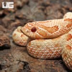 Yearling Albino Anaconda Western Hognose Snakes (Heterodon nasicus)