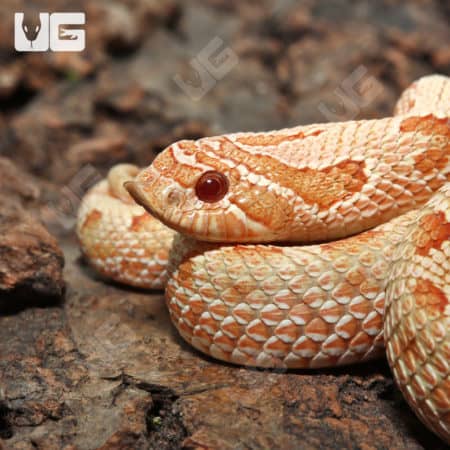 Yearling Albino Anaconda Western Hognose Snakes (Heterodon nasicus)