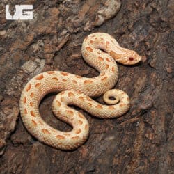 Yearling Albino Anaconda Western Hognose Snakes (Heterodon nasicus)