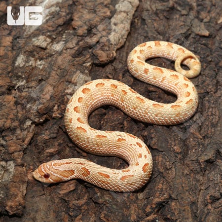 Yearling Albino Anaconda Western Hognose Snakes (Heterodon nasicus)