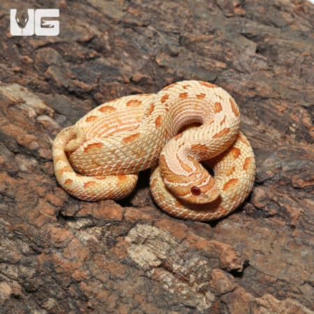 Yearling Albino Anaconda Western Hognose Snakes (Heterodon nasicus)