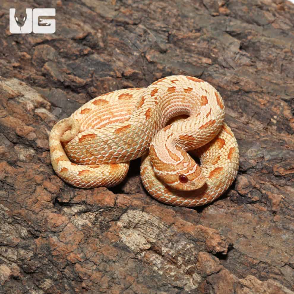 Baby Albino Anaconda Western Hognose Snakes For Sale Underground Reptiles