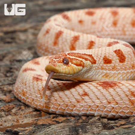 Adult Female Albino Western Hognose Snake (Heterodon nasicus)