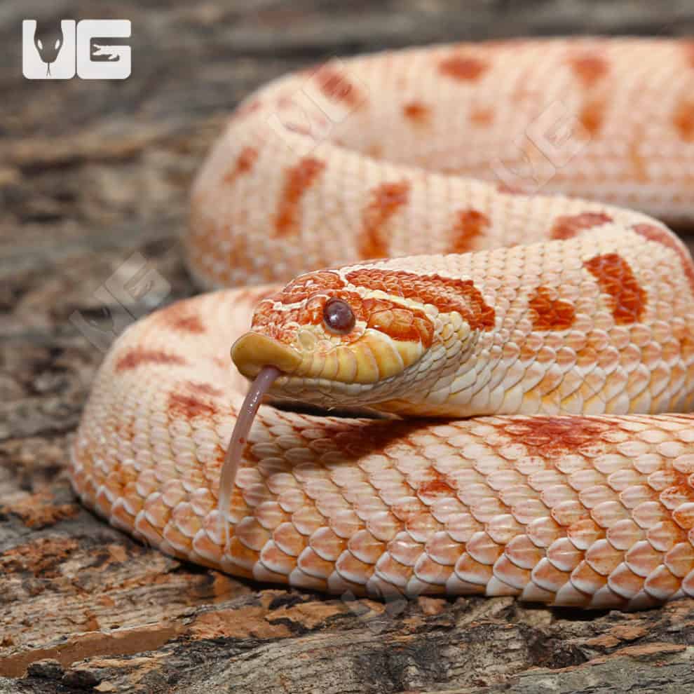 hognose-snakes-for-sale-underground-reptiles