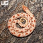 Adult Female Albino Western Hognose Snake (Heterodon nasicus)