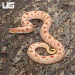 Adult Female Albino Western Hognose Snake (Heterodon nasicus)