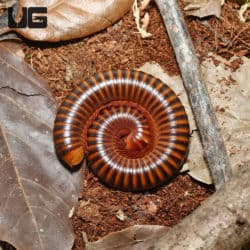 Amber Banded Millipede (Pelmatojulus ligulatus) For Sale - Underground Reptiles