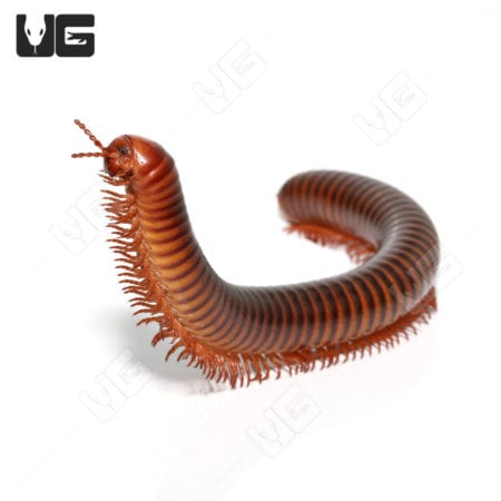 Amber Banded Millipede (Pelmatojulus ligulatus) For Sale - Underground Reptiles