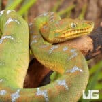 Baby Emerald Tree Boas For Sale - Underground Reptiles