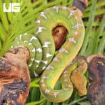 Baby Emerald Tree Boas For Sale - Underground Reptiles