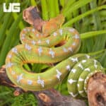 Baby Emerald Tree Boas For Sale - Underground Reptiles