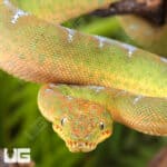 Baby Emerald Tree Boas For Sale - Underground Reptiles