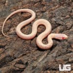 Baby Albino Checkered Garter Snake (Thamnophis marcianus) For Sale - Underground Reptiles