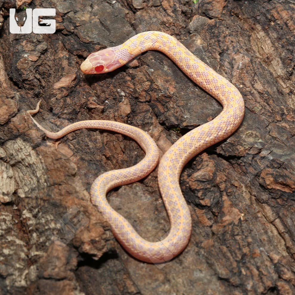 Baby Checkered Garter Snakes For Sale - Underground Reptiles