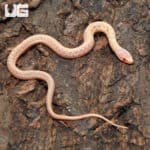 Baby Albino Checkered Garter Snake (Thamnophis marcianus) For Sale - Underground Reptiles