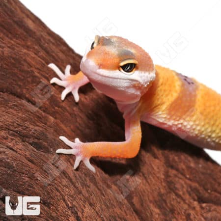 Baby Hypo Carrot Tail Leopard Gecko (Eublepharis macularius) For Sale - Underground Reptiles