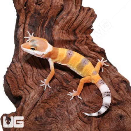 Baby Hypo Carrot Tail Leopard Gecko (Eublepharis macularius) For Sale - Underground Reptiles