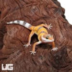 Baby Hypo Carrot Tail Leopard Gecko (Eublepharis macularius) For Sale - Underground Reptiles