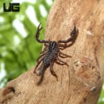 Long Claw Forest Scorpion(Heterometrus Longimanus) For Sale - Underground Reptiles