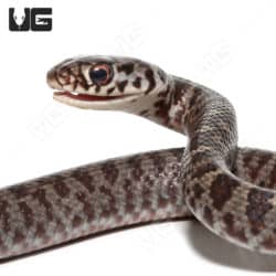 Masked Racers (Coluber constrictor latrunculus) For Sale - Underground Reptiles
