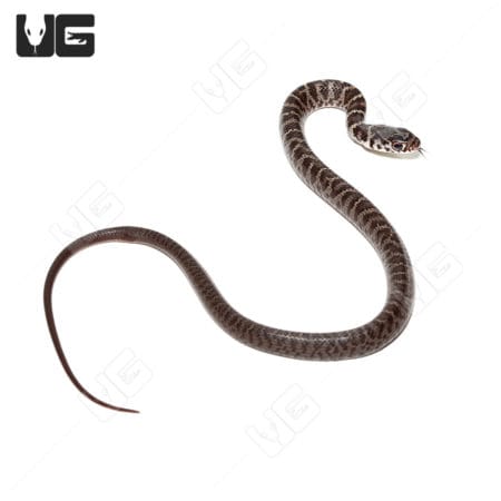Masked Racers (Coluber constrictor latrunculus) For Sale - Underground Reptiles