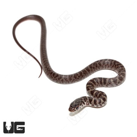 Masked Racers (Coluber constrictor latrunculus) For Sale - Underground Reptiles